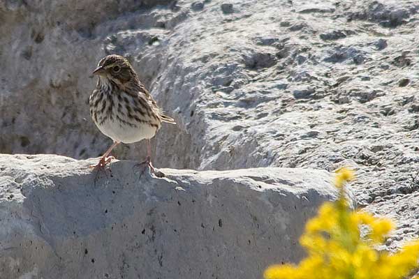 Savannah-Sparrow03