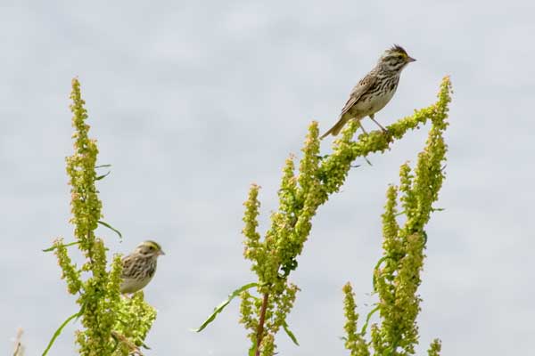 Savannah-Sparrows