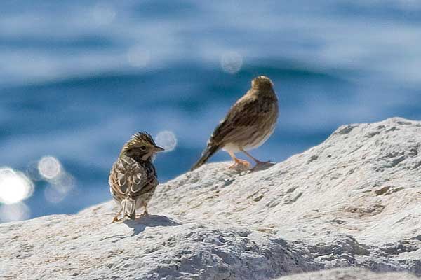 Savannah-Sparrows02