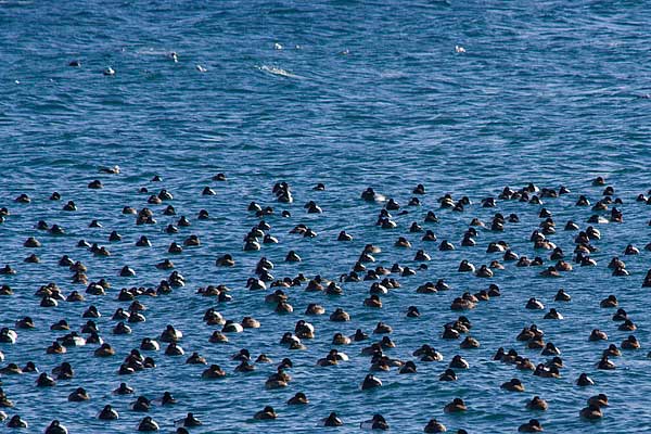 Scaup Flock