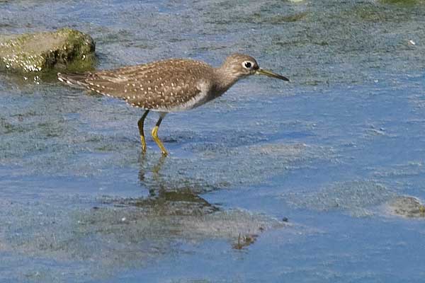 Solitary-Sandpiper-2