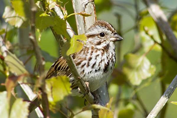Song-Sparrow