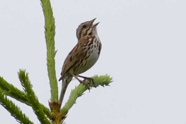 Song-Sparrow02