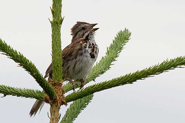 Song-Sparrow1