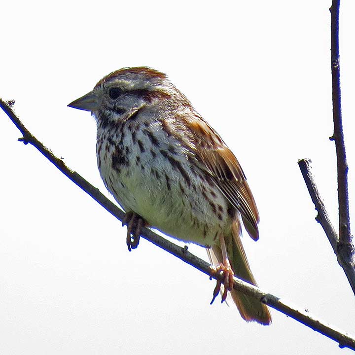 SongSparrow