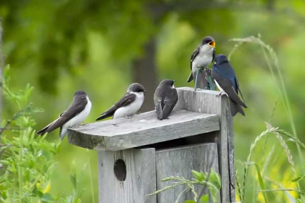 Swallow-Feeding