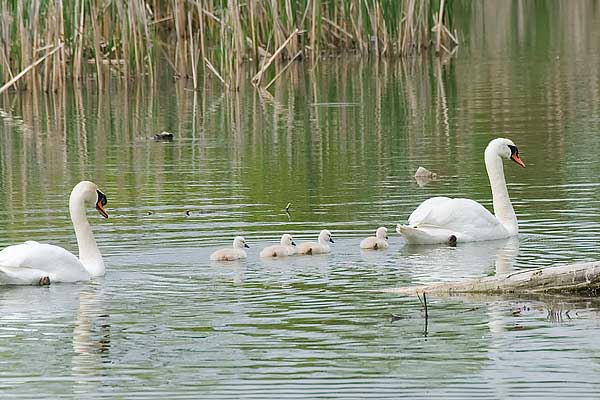 Swan-Family