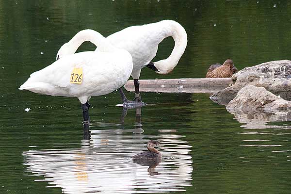Swans-with-Grebe