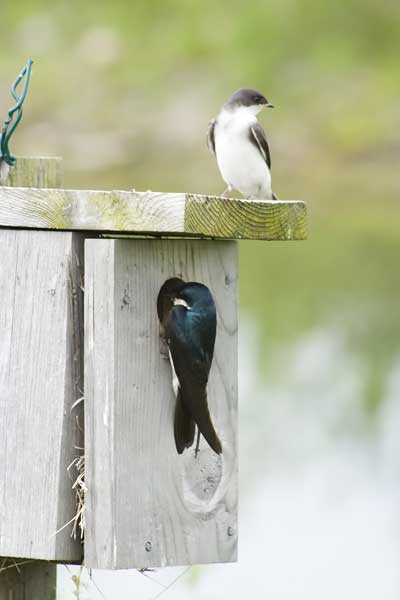 Tree-Swallow-Pair