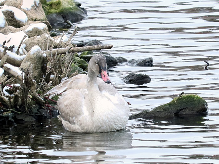 Trumpeter_swan---small