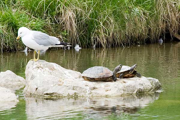 Turtles-&-Ringbill