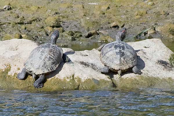 Turtles02