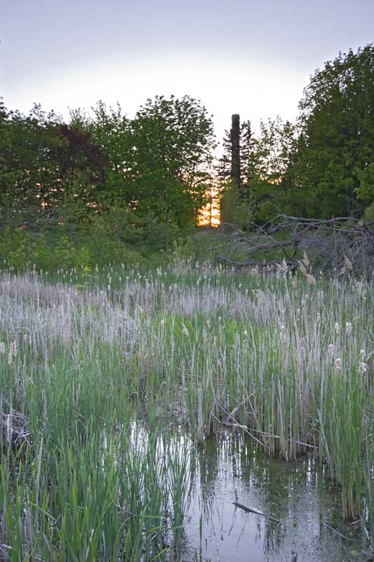 View-from-SE-Wetland02