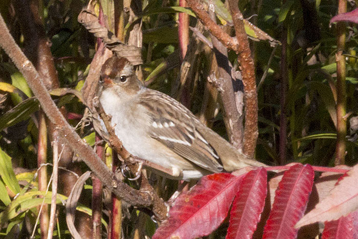 WC-Sparrow