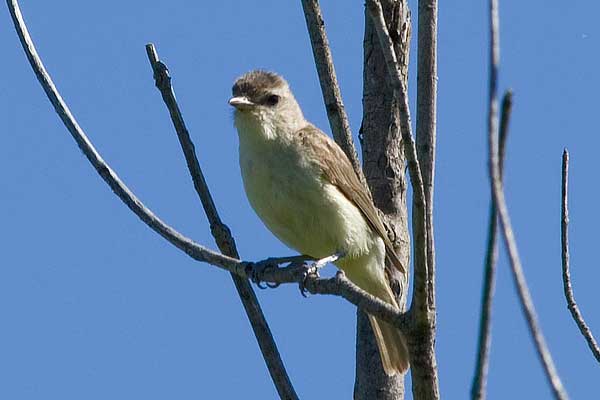 Warbling-Vireo