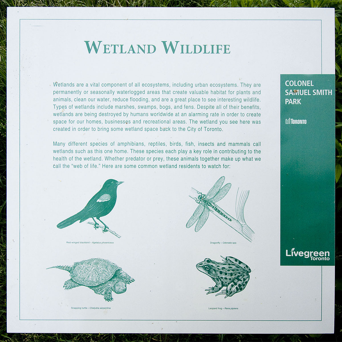 Wetland Wildlife