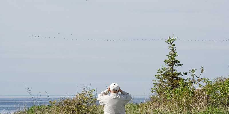 Whimbrel-Flock-Panorama