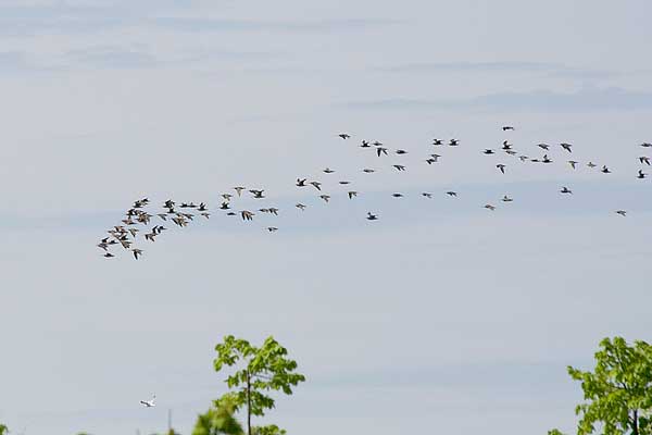 Whimbrel-beyond-the-trees