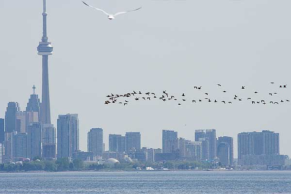 Whimbrel-on-the-skyline