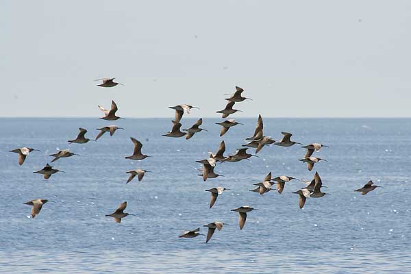 Whimbrel-over-the-lake