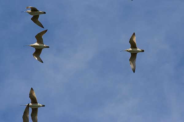 Whimbrel-overhead