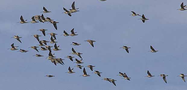 Whimbrel Flock 3
