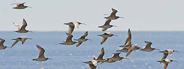 Whimbrel pan