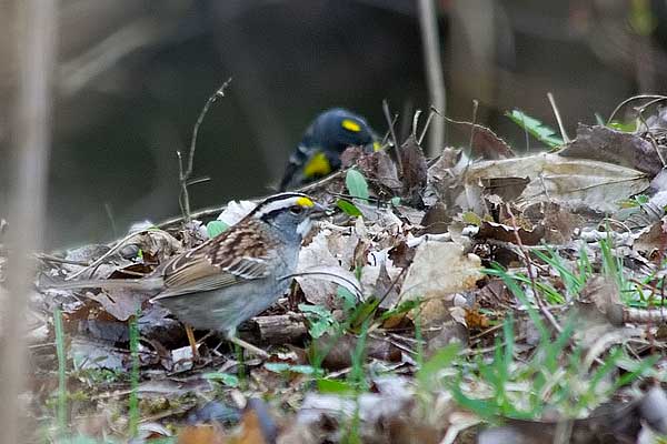 White-throated Sparrow