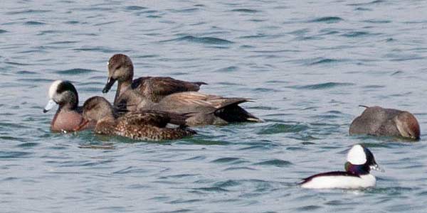 Wigeon-with-Gadwall