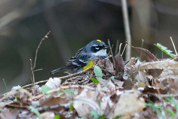 Yellow-rumped Warbler
