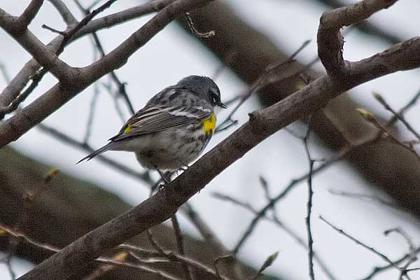 Yellow-rumped Warbler2