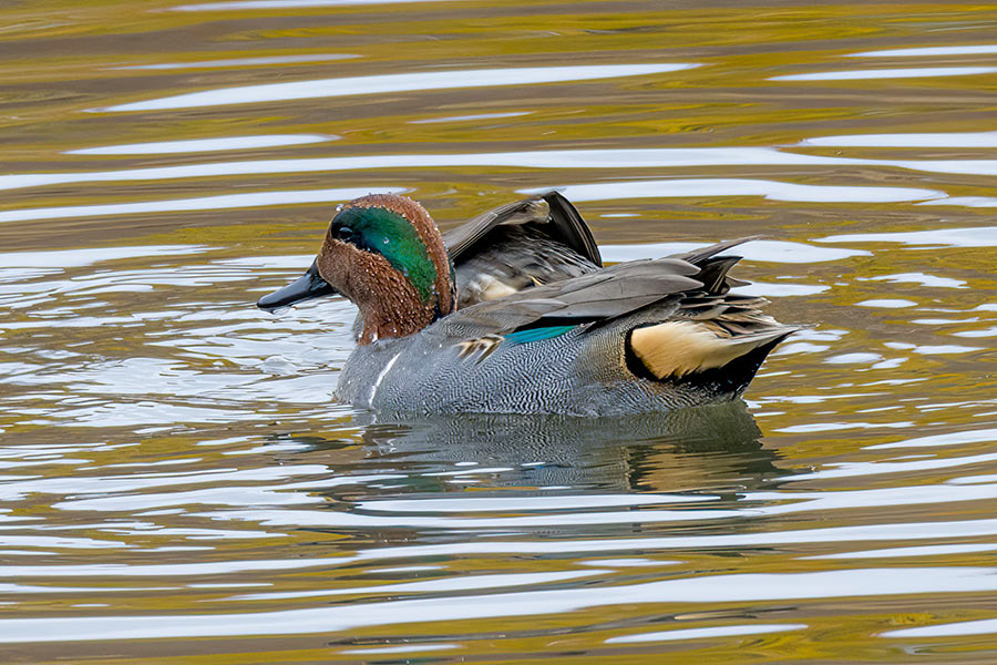 _MG_7197cs6