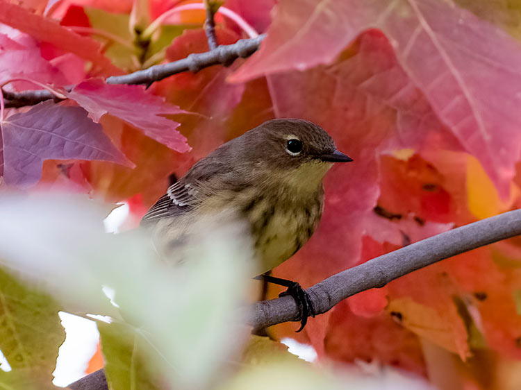 _MG_7865-topaz-denoiseraw-sharpencc