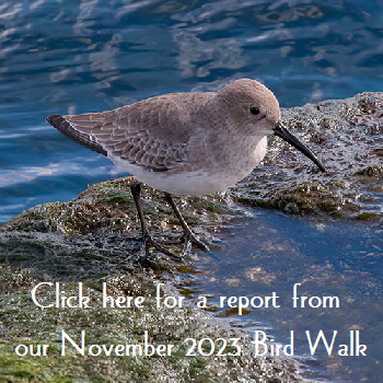 Fall-Dunlin