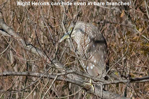 BC-Night-Heron1