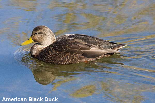 Black-Duck1
