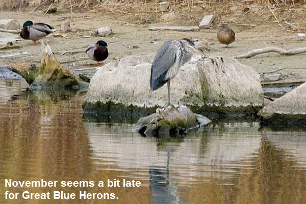 Blue-Heron