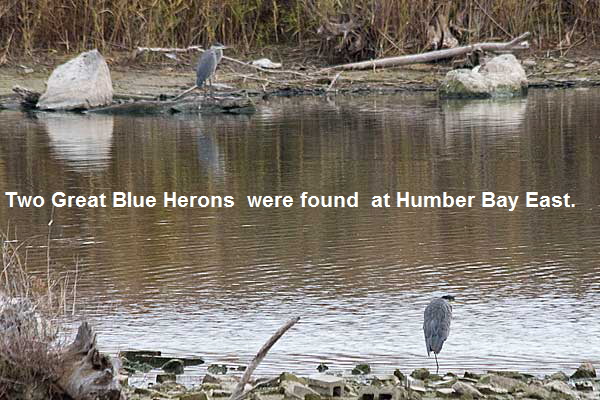 Blue-Herons