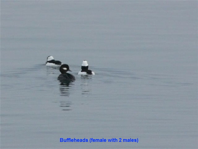 Buffleheads