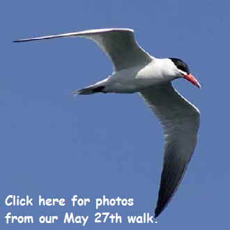 Caspian-Tern-crop