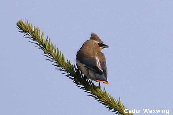 CedarWaxwingBaby-3839
