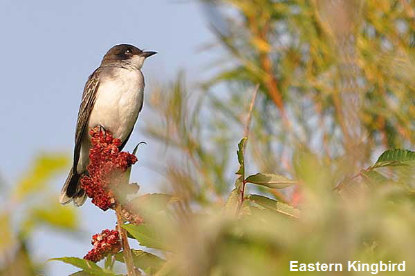 Eastern-Kingbird-3831