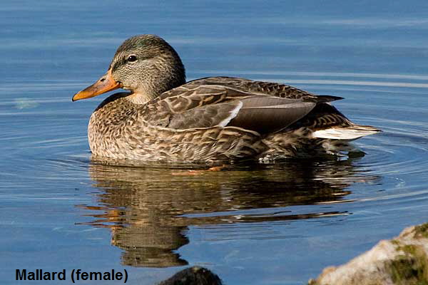 Female-Mallard