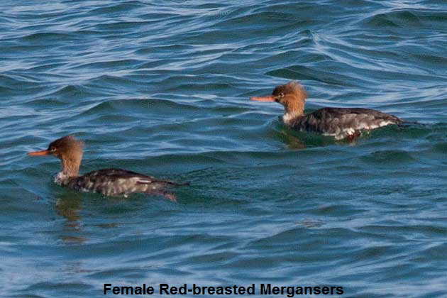 Female-RB-Mergansers