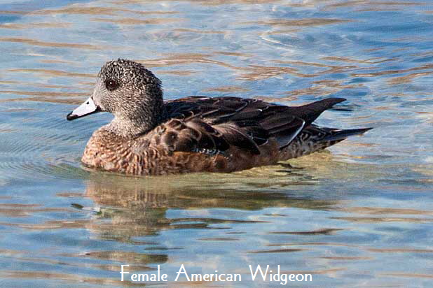 Female-Widgeon