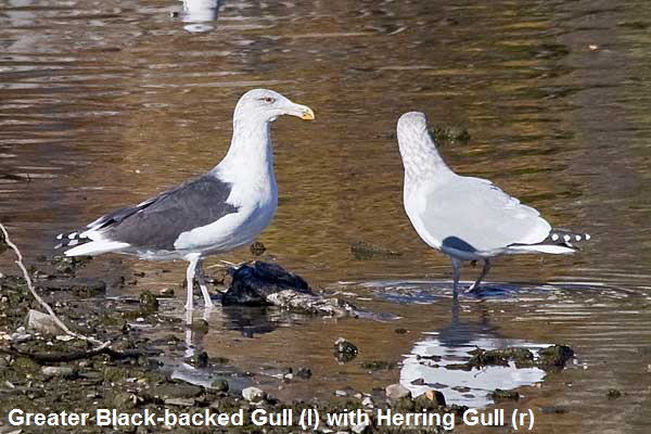 GBB-Gull
