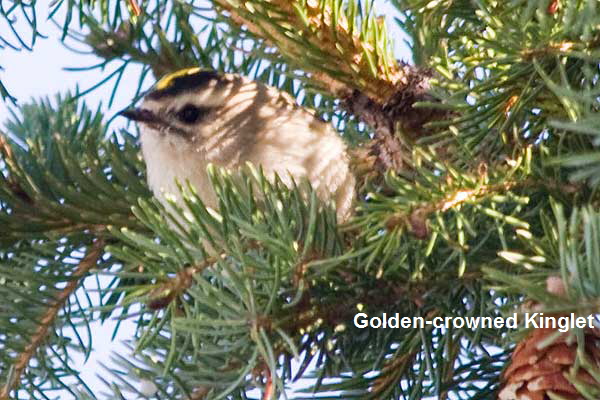 GC-Kinglet-Head-Shot
