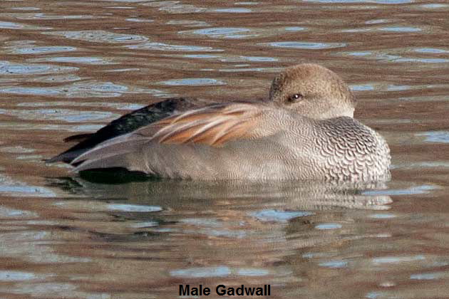 Gadwall-Peekaboo