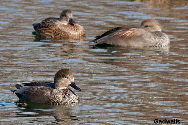 Gadwalls1