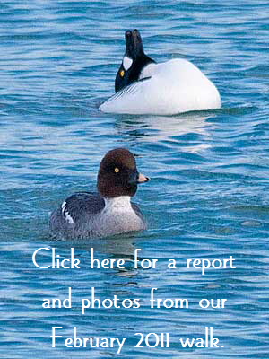 Goldeneye-Button